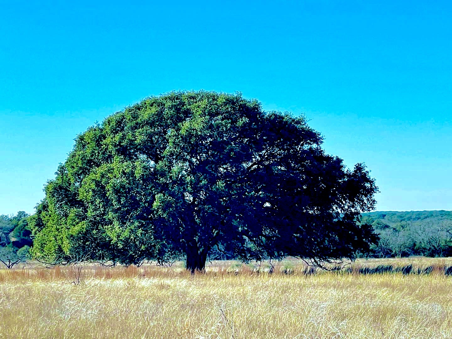 Rolling Oaks Ranch in Southern Mills County, Texas